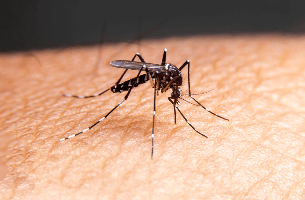 Día Mundial del Mosquito: ¡Pon a prueba tus conocimientos con este cuestionario!