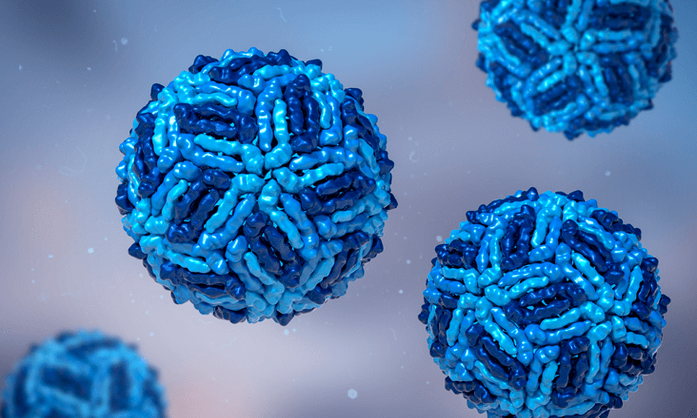 El Flavivirus: la familia de virus mortal más buscada
